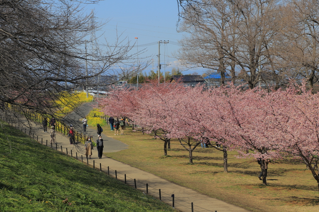 桜と菜の花