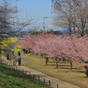 桜と菜の花