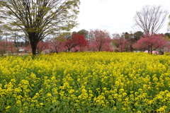 菜の花