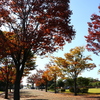 紅葉の並木道