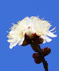 雪月花