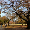 秋の桜(コスモスではありません)