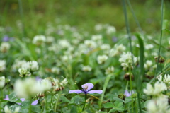 公園の花④