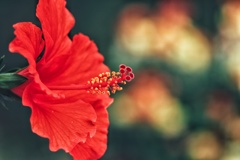 ハイビスカス