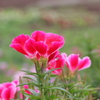 ピンクの花