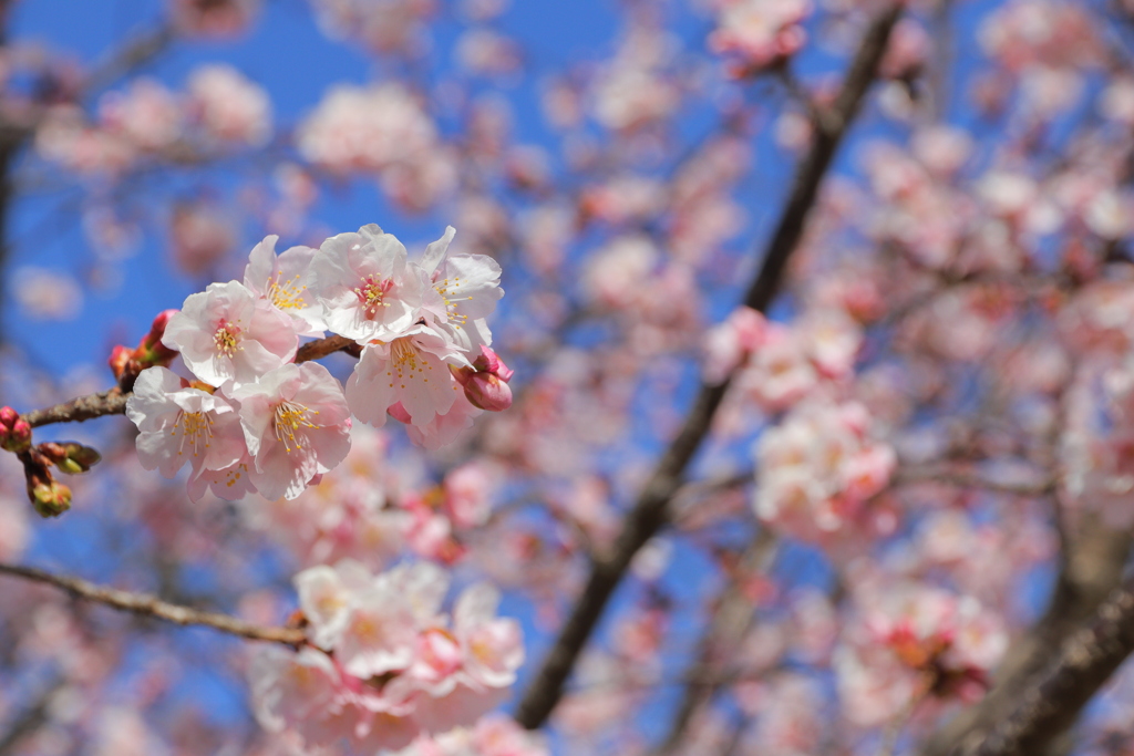 梅の花