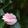 椿