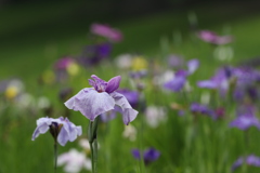 花菖蒲