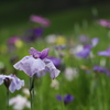 花菖蒲