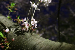 夜の桜