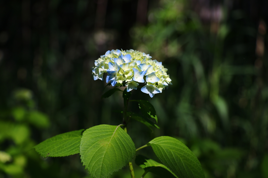 紫陽花