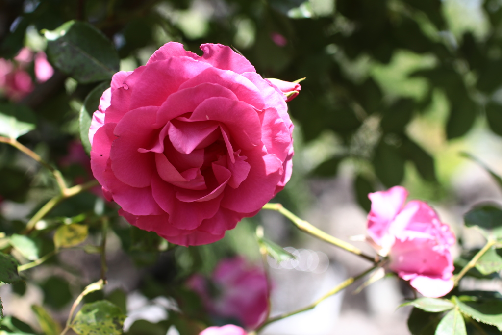 薔薇