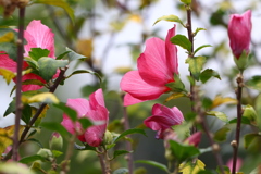 木槿