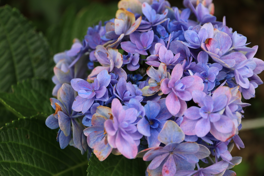 秋の紫陽花