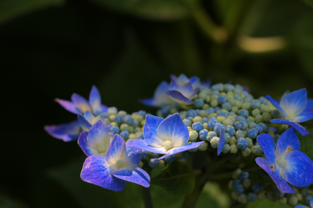 額紫陽花