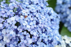 紫陽花