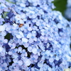 紫陽花