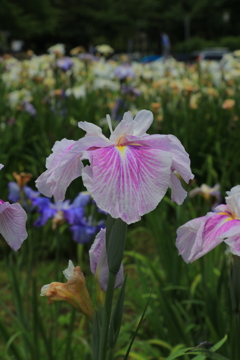 花菖蒲