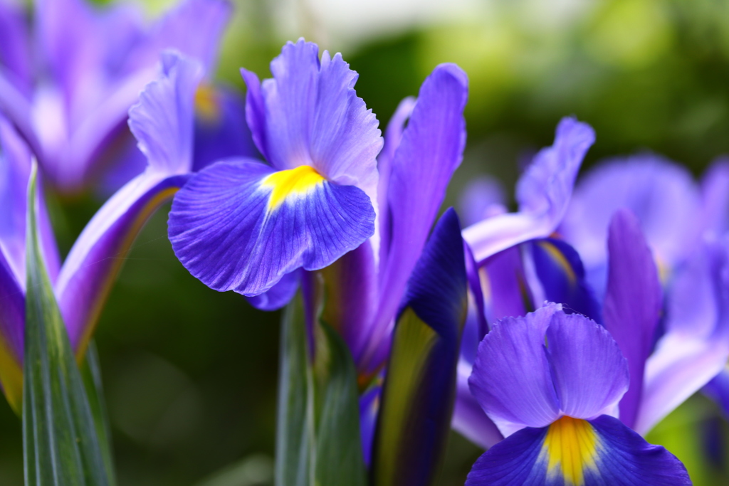 ダッチアイリス