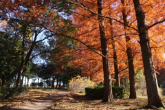 散歩道