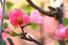 木瓜