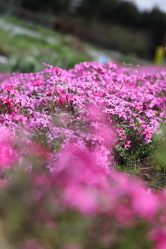 芝桜