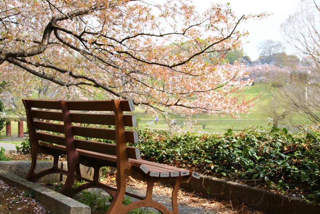 公園のベンチ ８