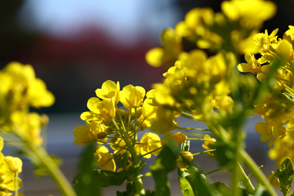 菜の花