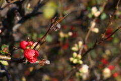 木瓜