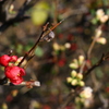 木瓜