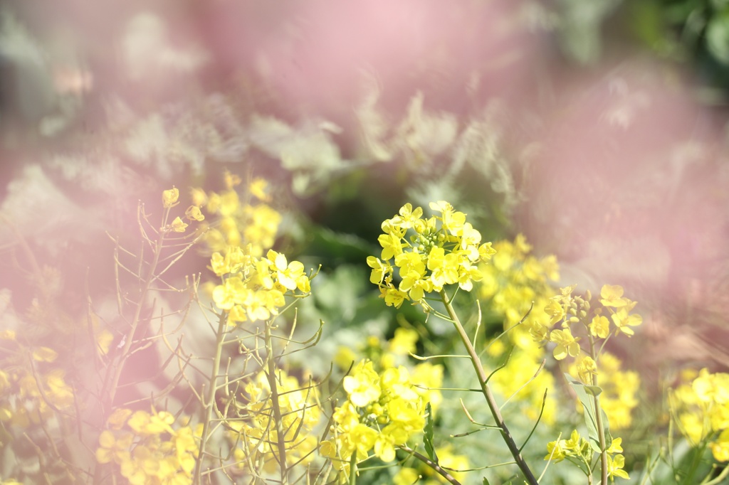 菜の花