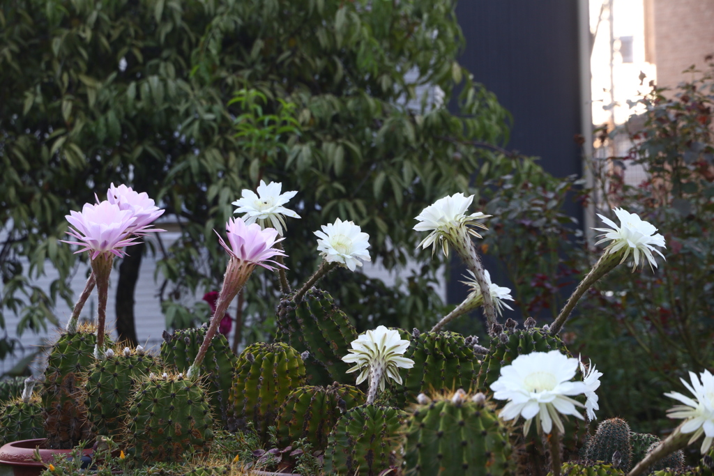 サボテンの花