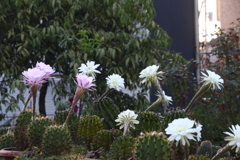 サボテンの花