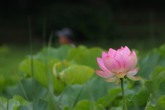 蓮