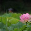 蓮