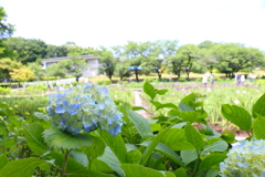 紫陽花