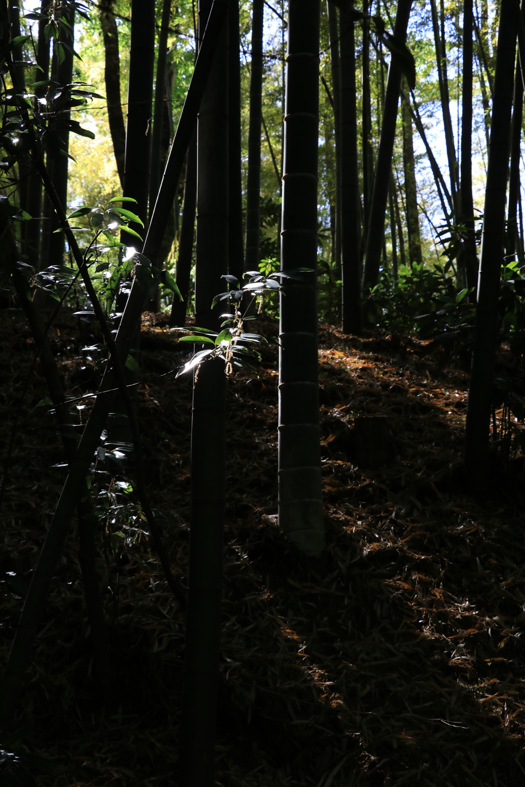 竹林