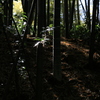 竹林