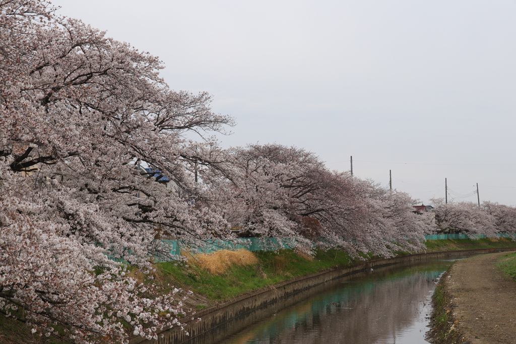 川沿いの桜