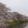 川沿いの桜