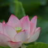 大賀蓮
