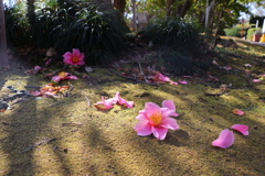 落ち椿