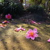 落ち椿