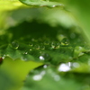 雨宿り