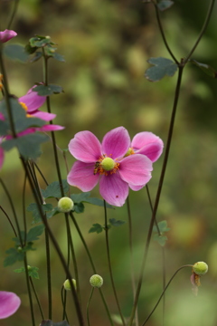 秋明菊