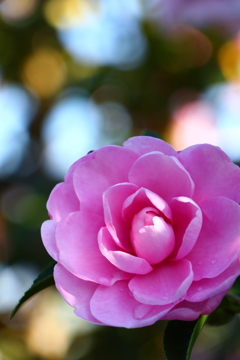 ピンクの山茶花