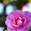 ピンクの山茶花