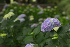 紫陽花
