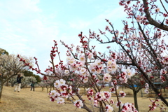 梅花咲く