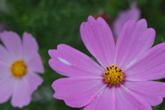 コスモス